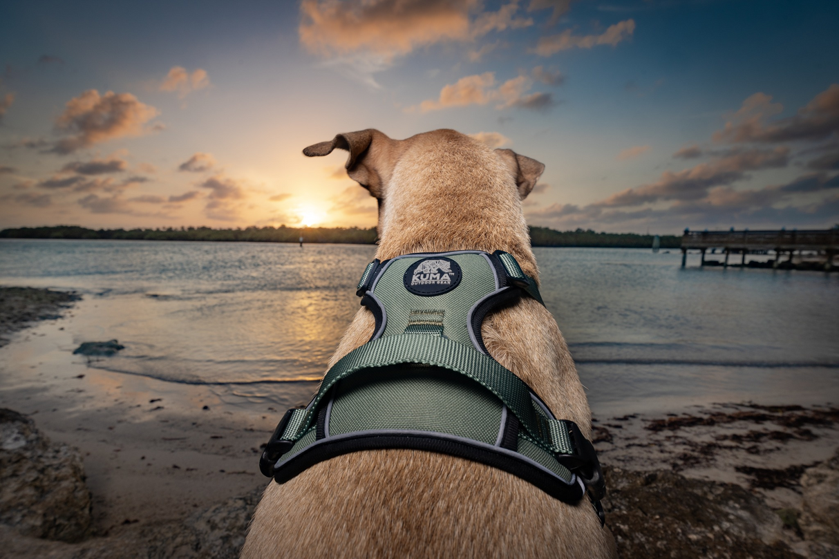 Kuma Outdoor Gear Lazy Bear Dog Harness
