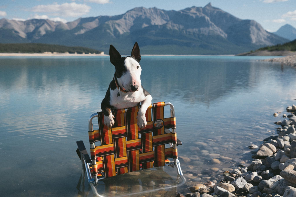 Kuma Outdoor Gear Backtrack Dog Collar