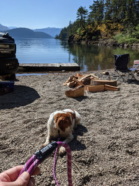 Kuma Outdoor Gear 3 in 1 Dog Leash Pet Product - Modula Racks